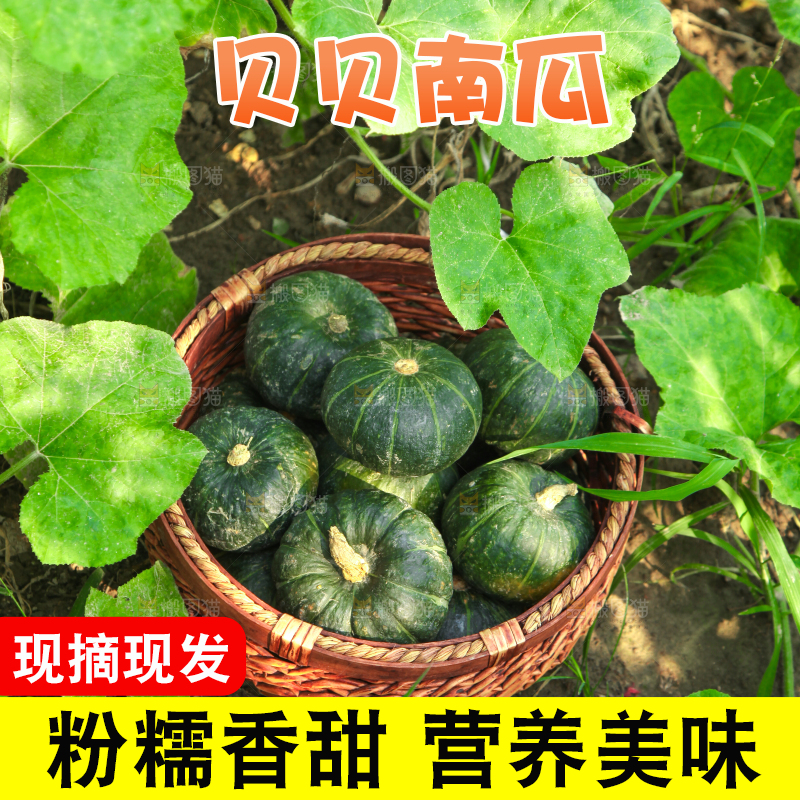 手里拿着贝贝南瓜