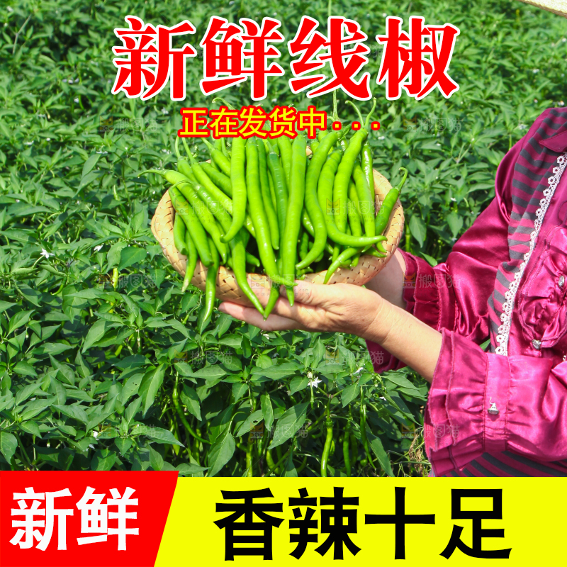 手里拿着现摘线椒