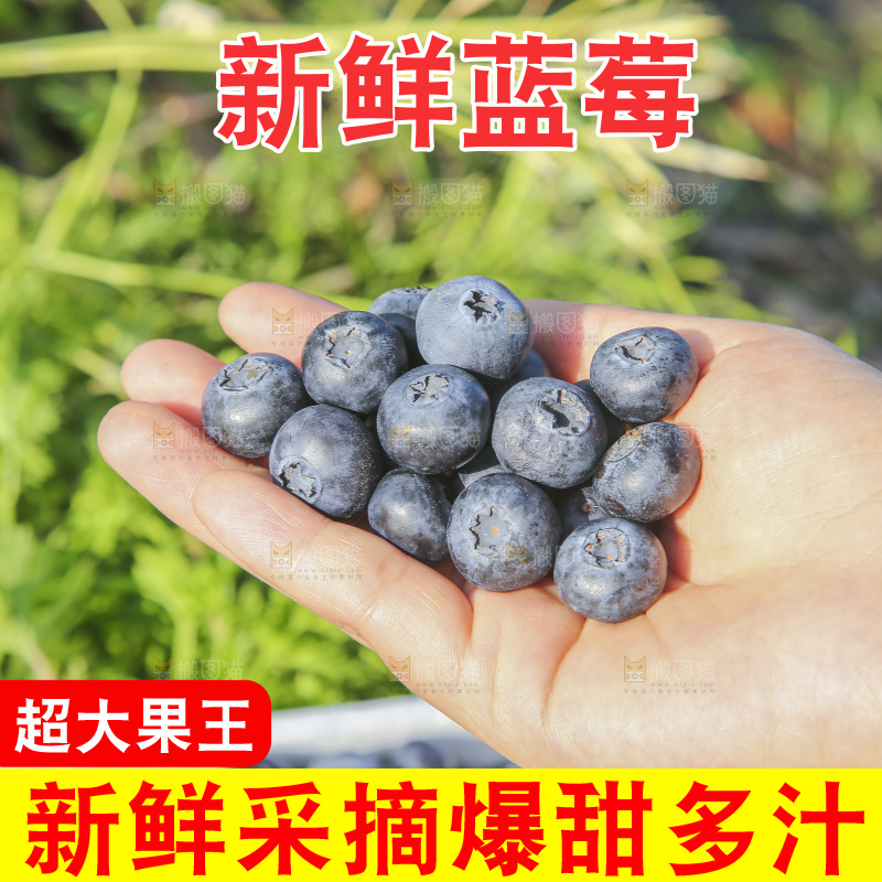 手里拿着蓝莓鲜果