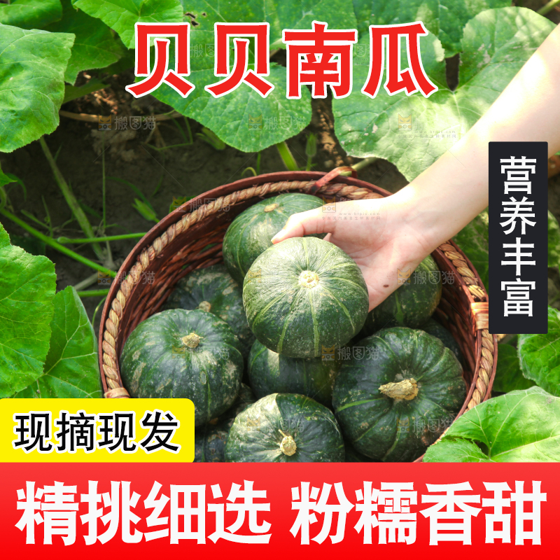 手里拿着贝贝南瓜