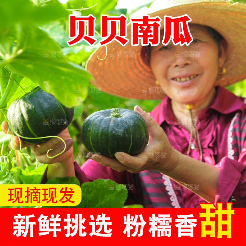 手里拿着贝贝南瓜