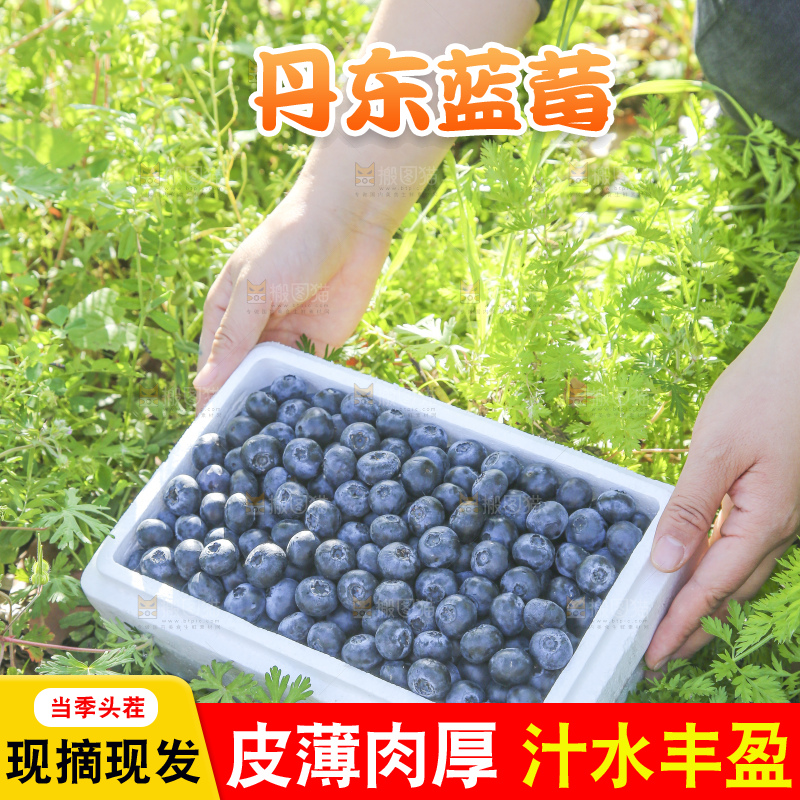 手里拿着蓝莓鲜果