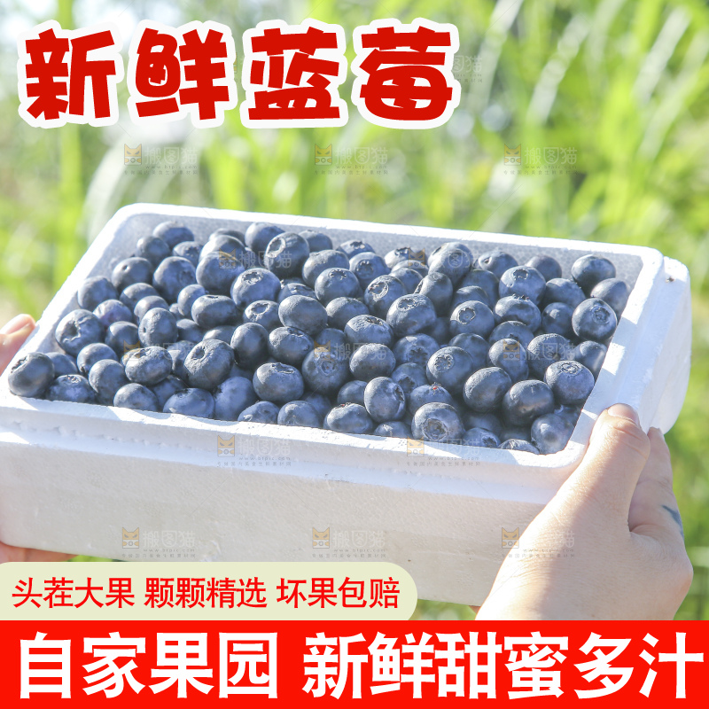 手里拿着蓝莓鲜果