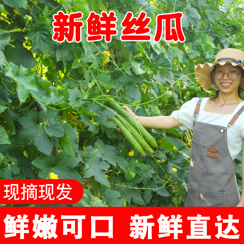 手里拿着长丝瓜