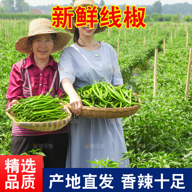 手里拿着现摘线椒