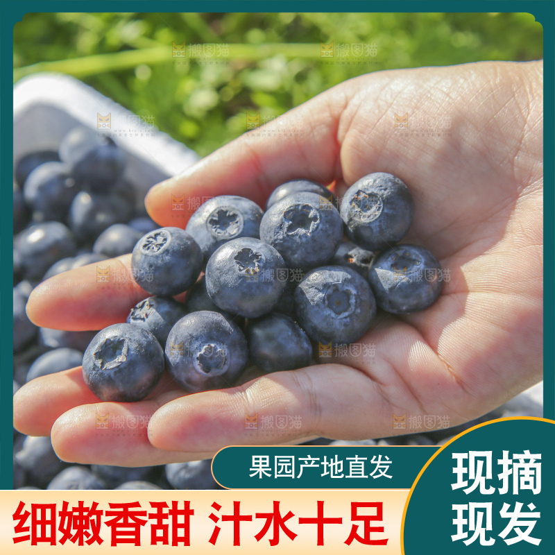 手里拿着蓝莓鲜果