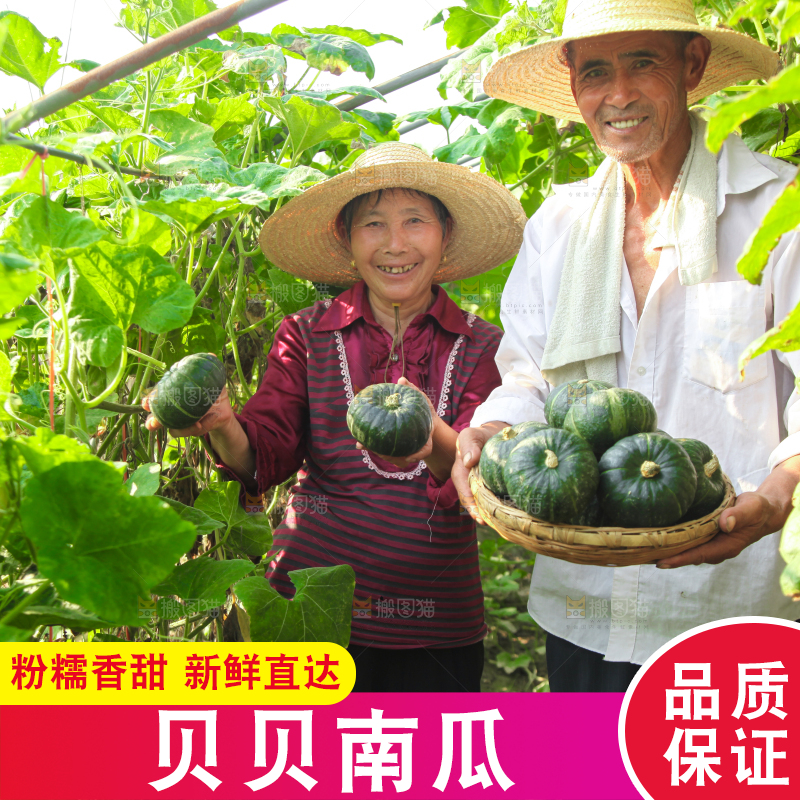 手里拿着贝贝南瓜