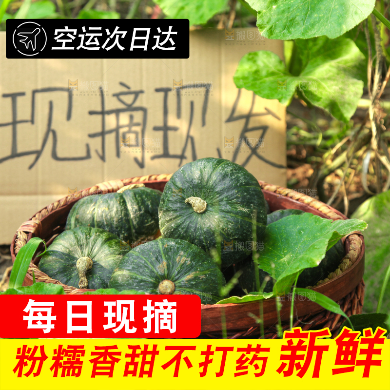 手里拿着贝贝南瓜