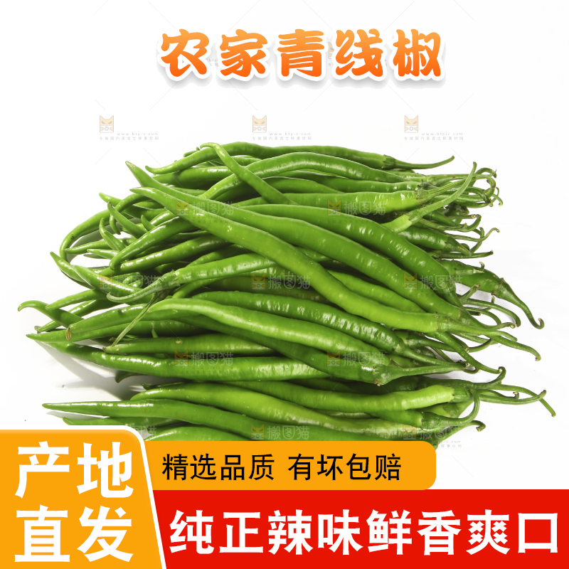 白底上的新鲜线椒