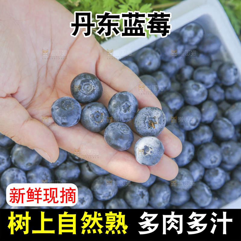 手里拿着蓝莓鲜果