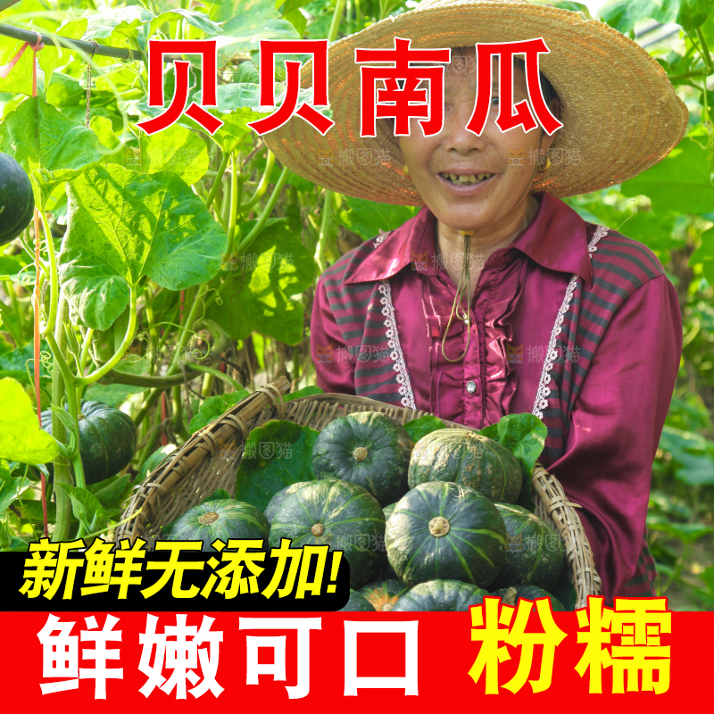 手里拿着贝贝南瓜