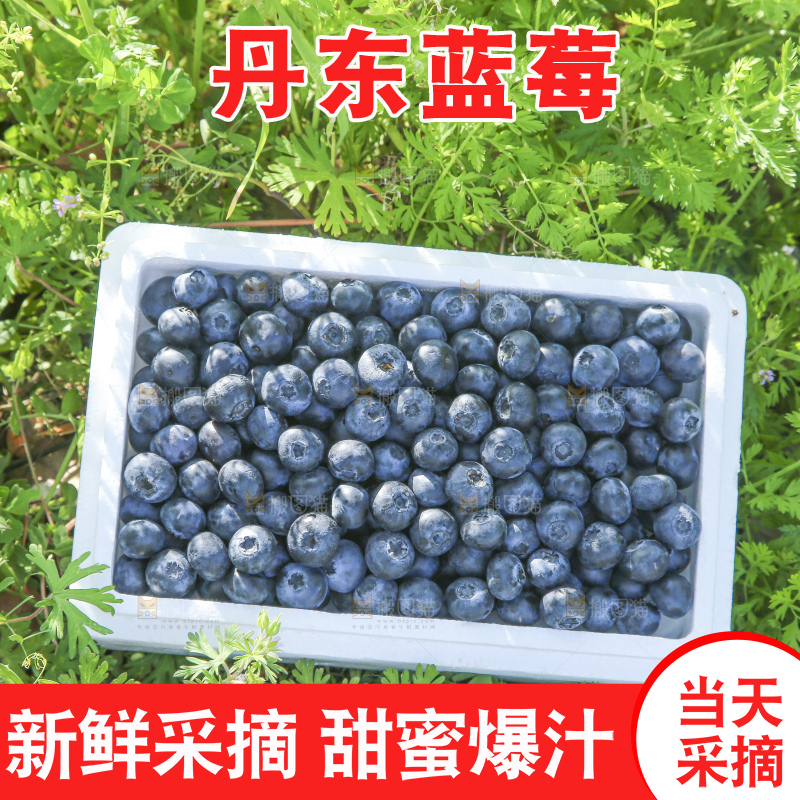 手里拿着蓝莓鲜果