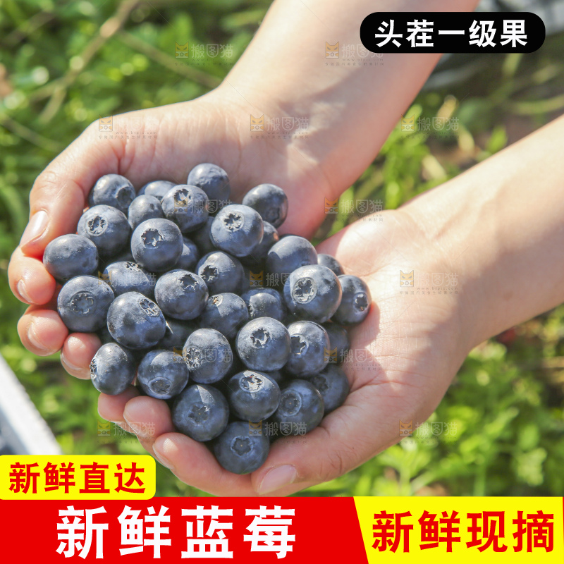 手里拿着蓝莓鲜果