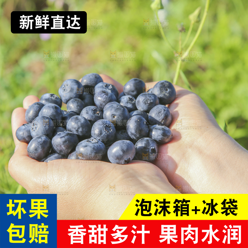 手里拿着蓝莓鲜果