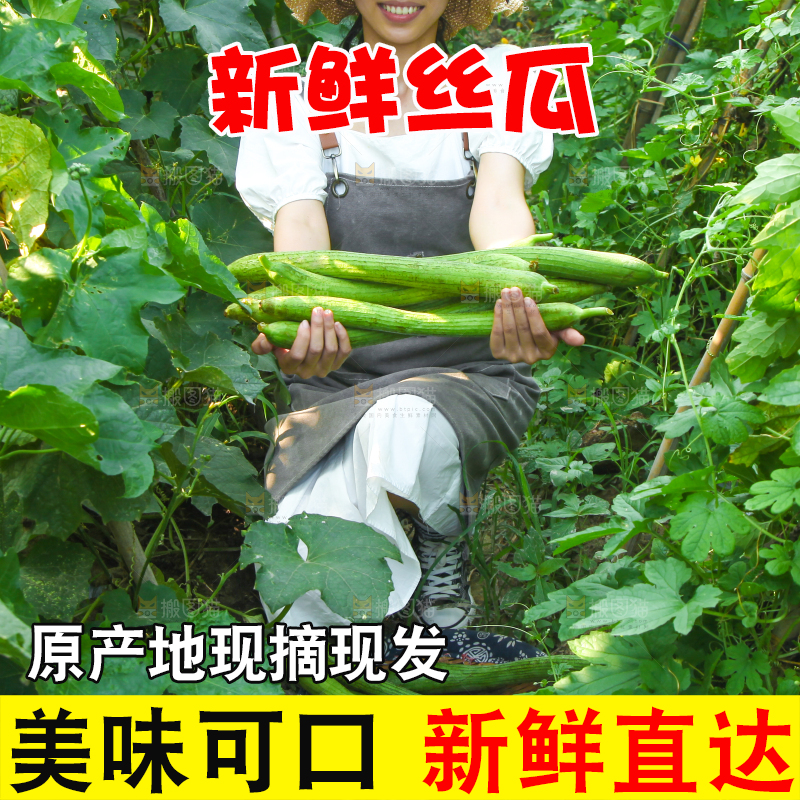 手里拿着长丝瓜