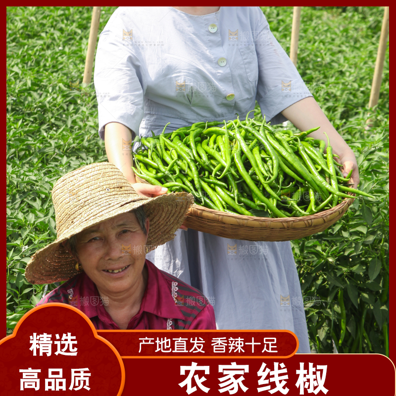 手里拿着现摘线椒