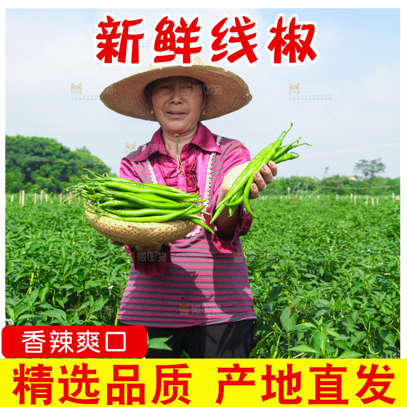 手里拿着现摘线椒