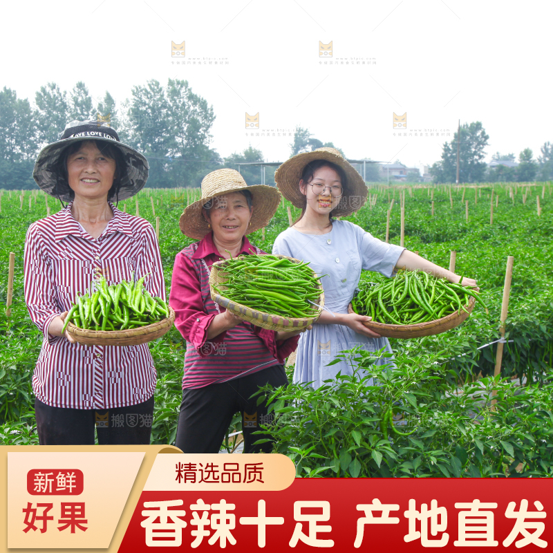 手里拿着现摘线椒