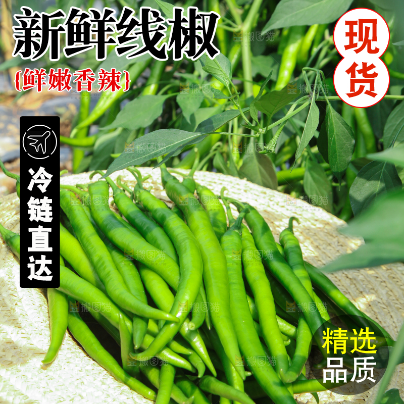 手里拿着现摘线椒
