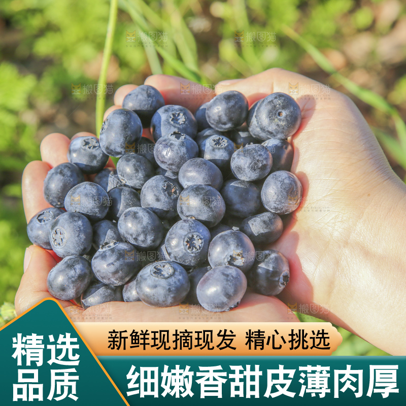 手里拿着蓝莓鲜果