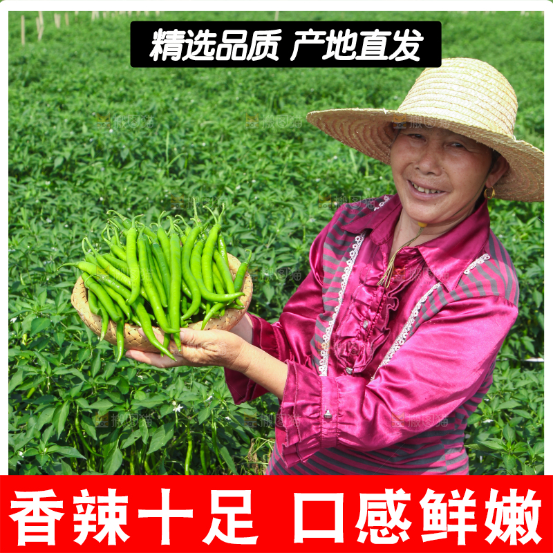 手里拿着现摘线椒