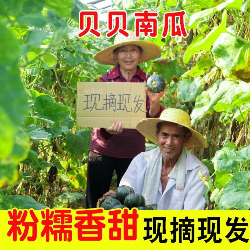 手里拿着贝贝南瓜