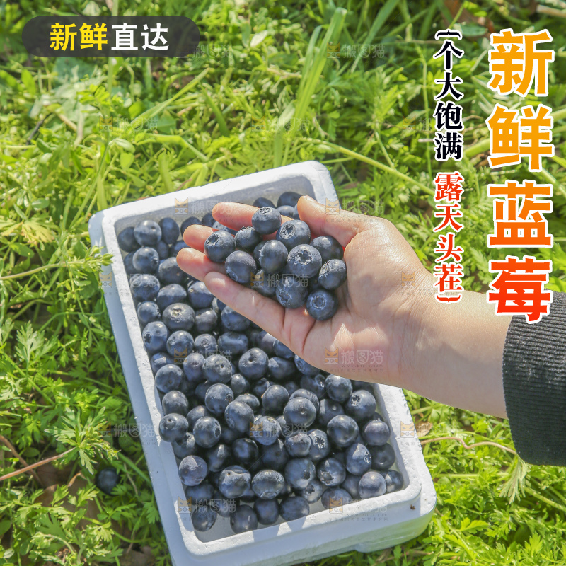 手里拿着蓝莓鲜果