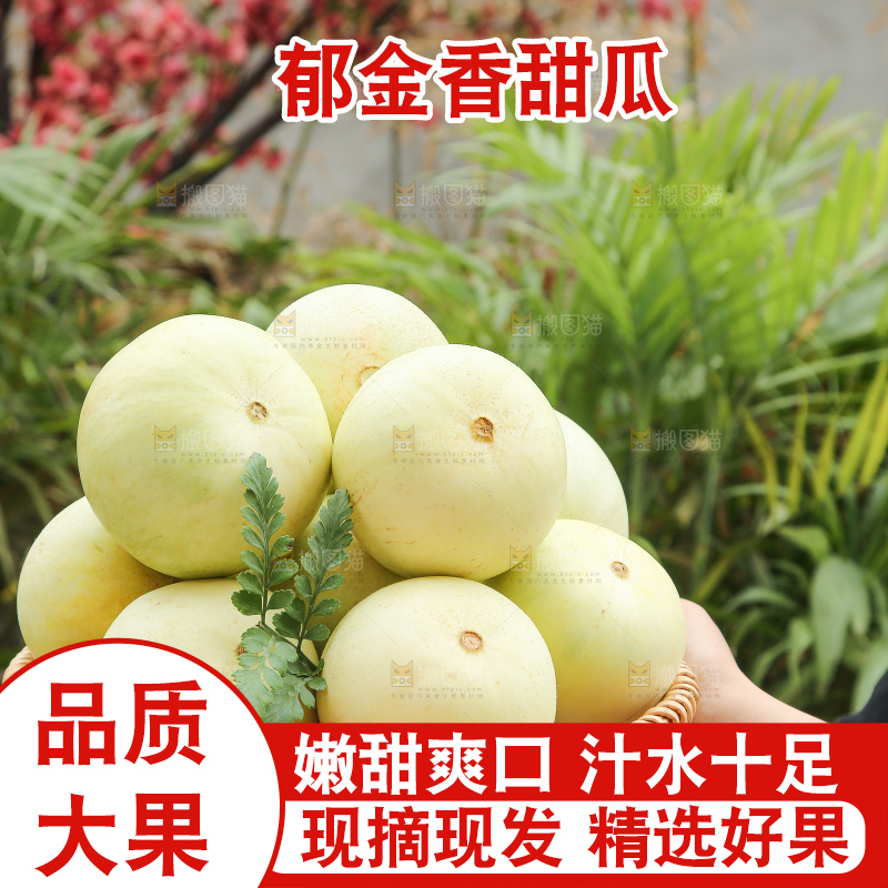 手里拿着郁金香甜瓜
