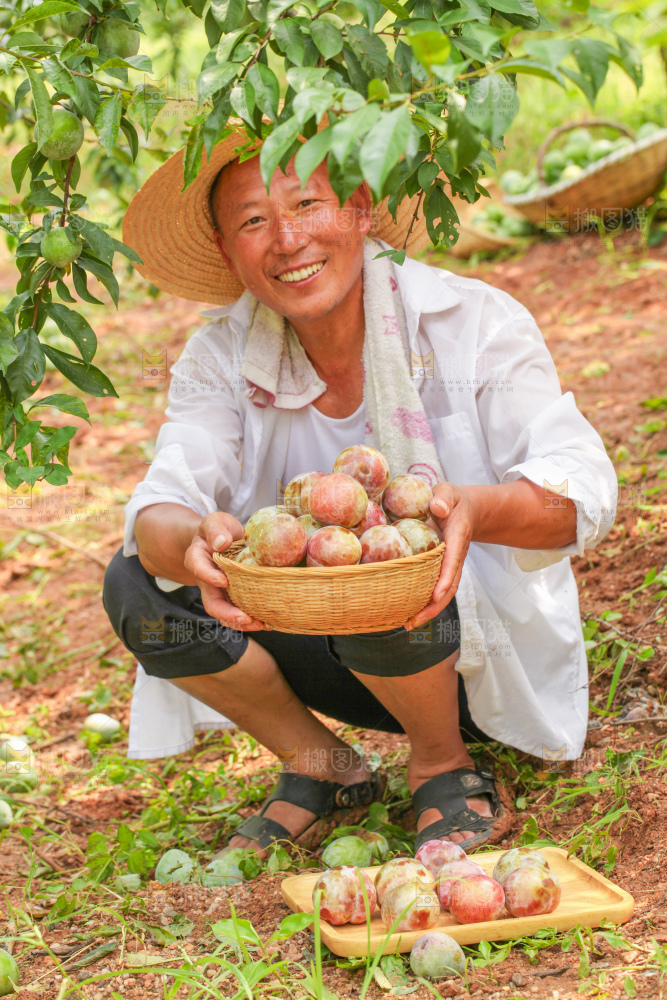手里拿着新鲜三华李