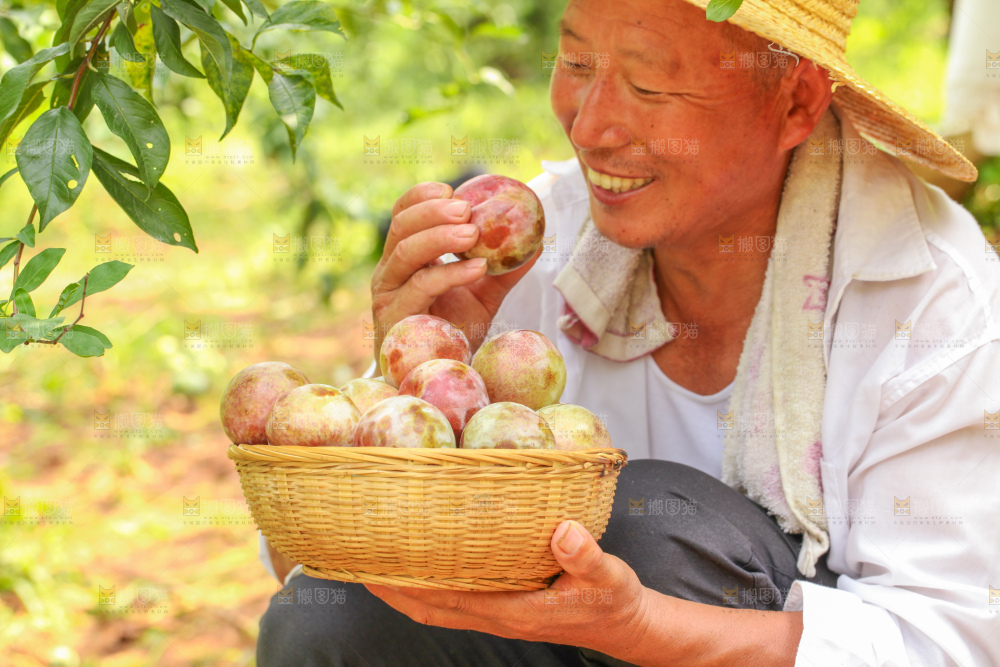 手里拿着新鲜三华李