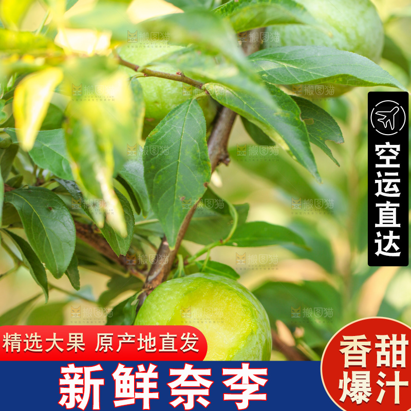 树上的新鲜奈李
