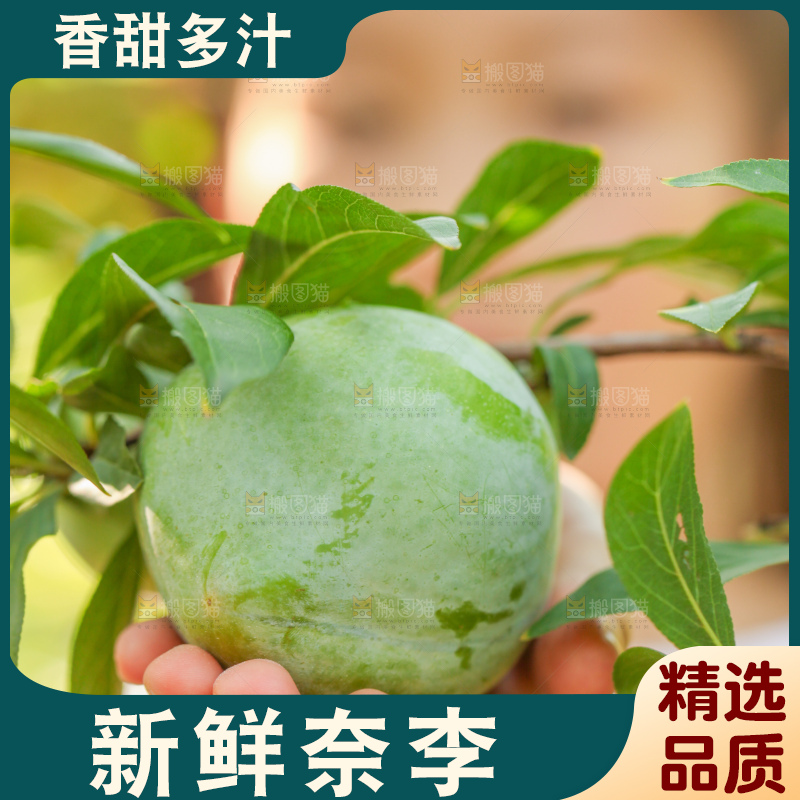 树上的新鲜奈李