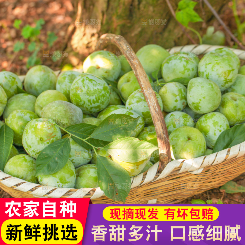 手里拿着新鲜奈李