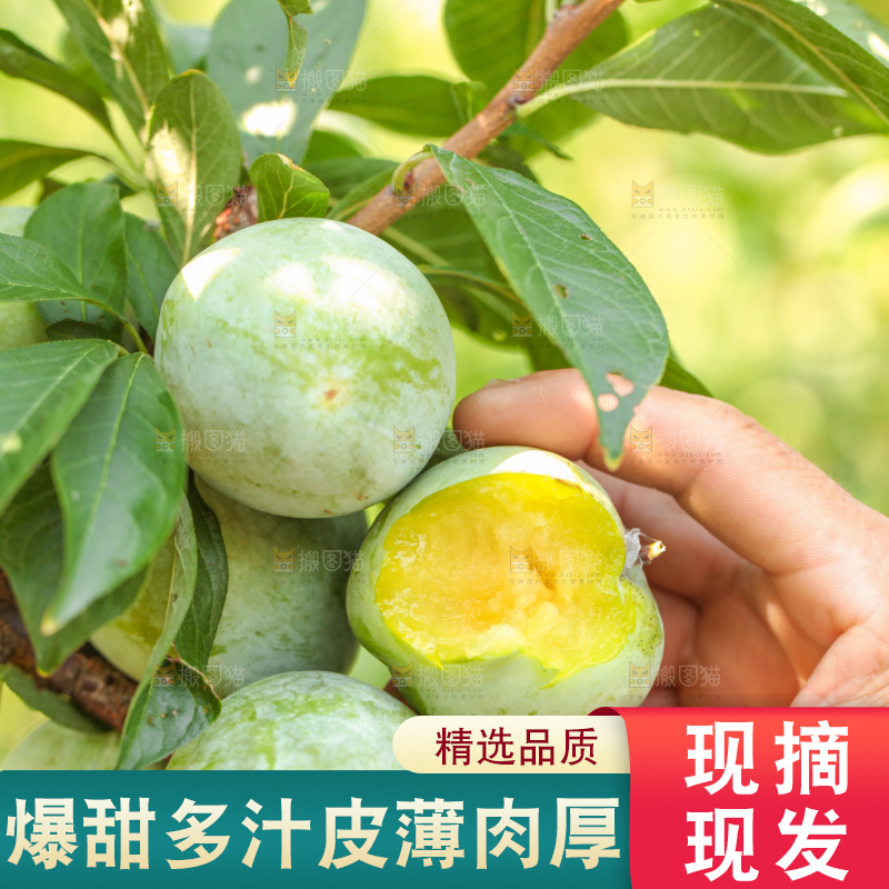 树上的新鲜奈李