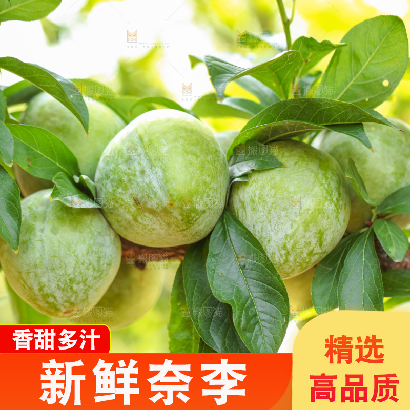 树上的新鲜奈李