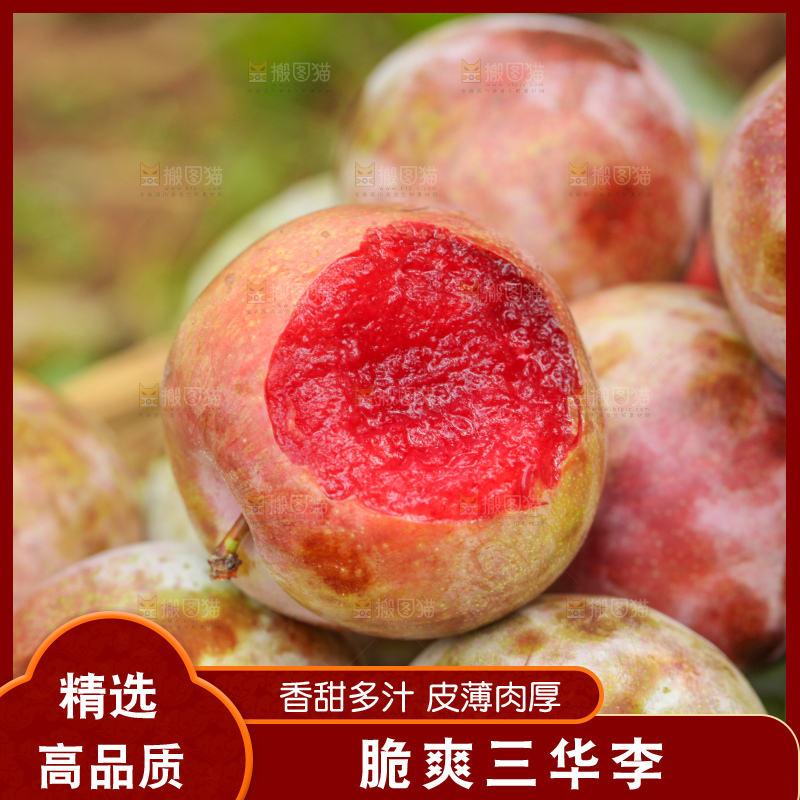 地上放着现摘三华李