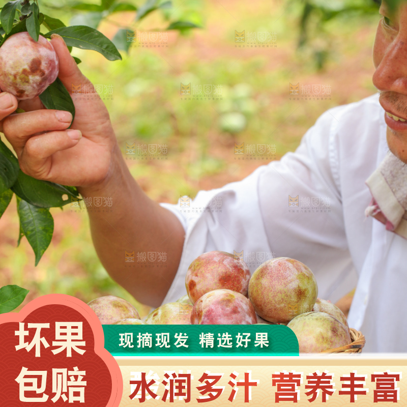 手里拿着红肉三华李