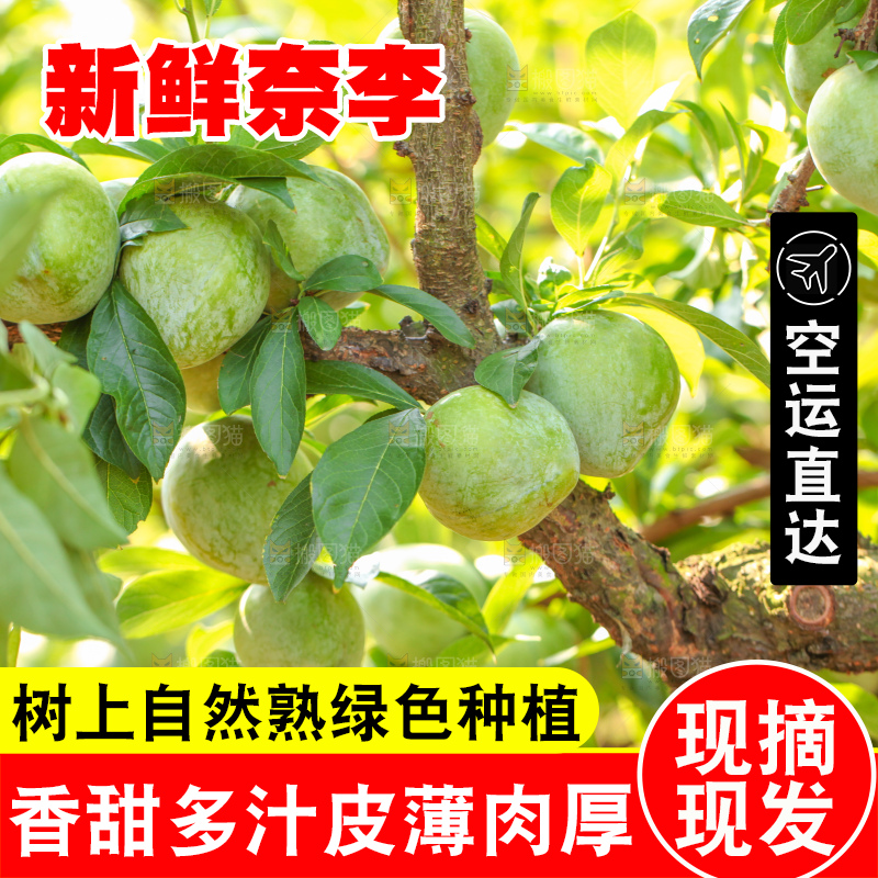 树上的新鲜奈李