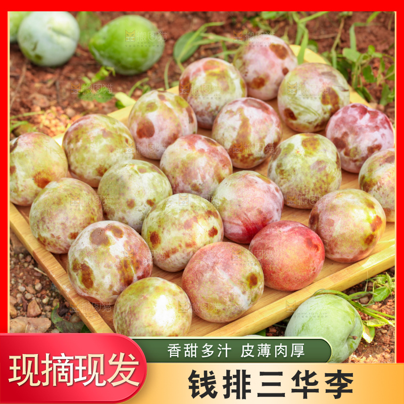 地上放着现摘三华李