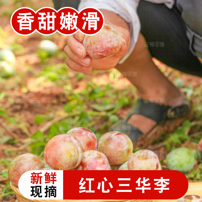 手里拿着新鲜三华李