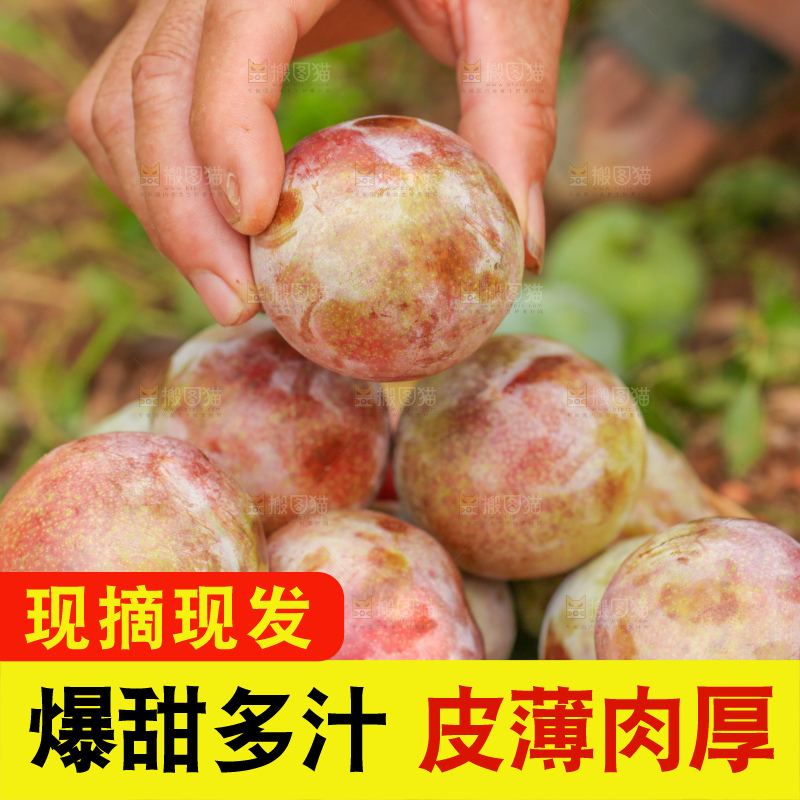 手里拿着新鲜三华李