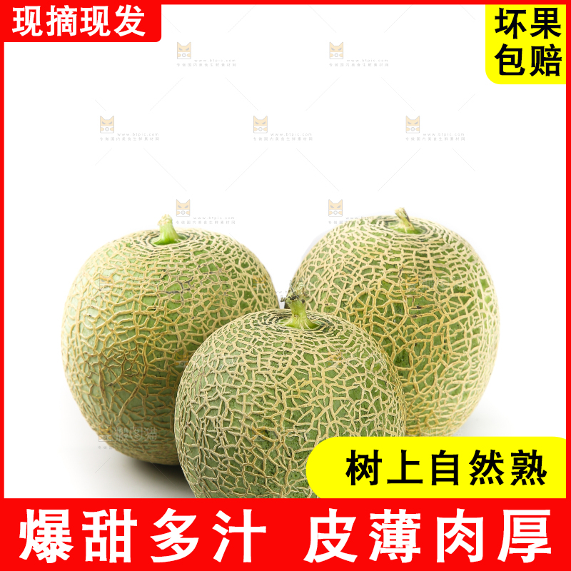 白底上的网纹蜜瓜