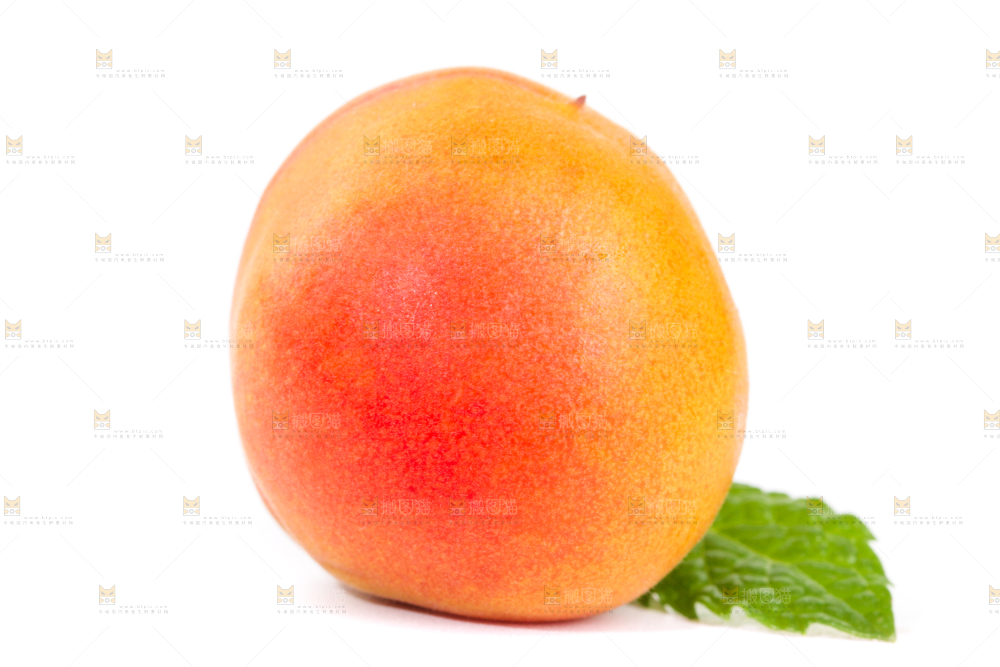白底上的小红杏