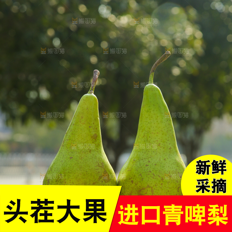 手里拿着青啤梨