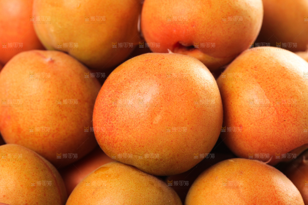 白底上的新疆小红杏