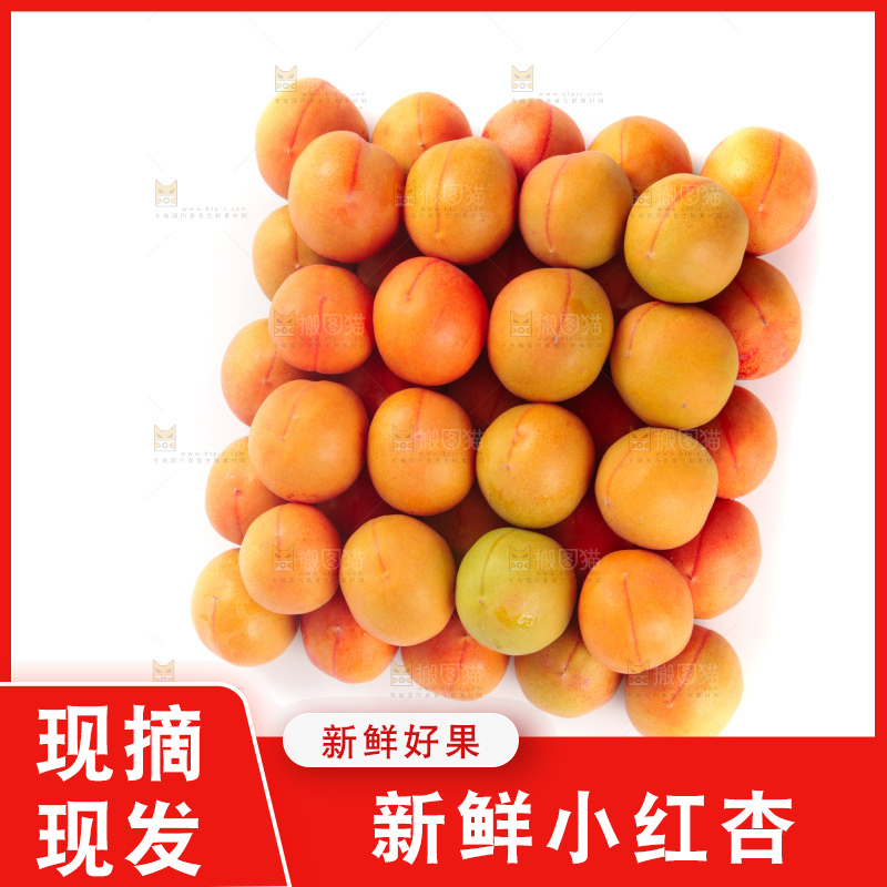 白底上的新疆小红杏