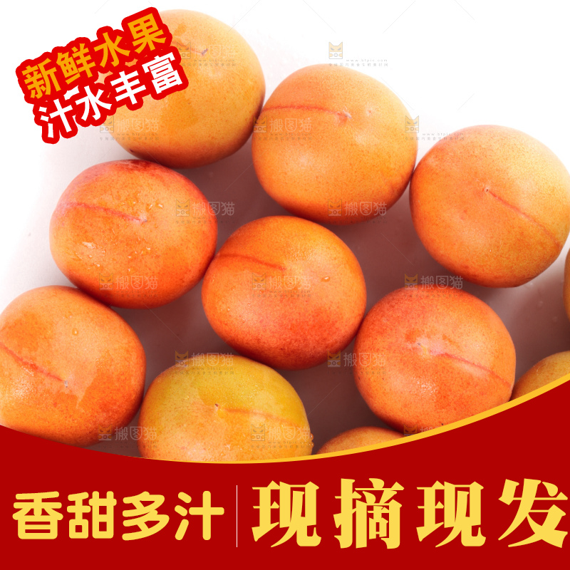 白底上的新疆小红杏