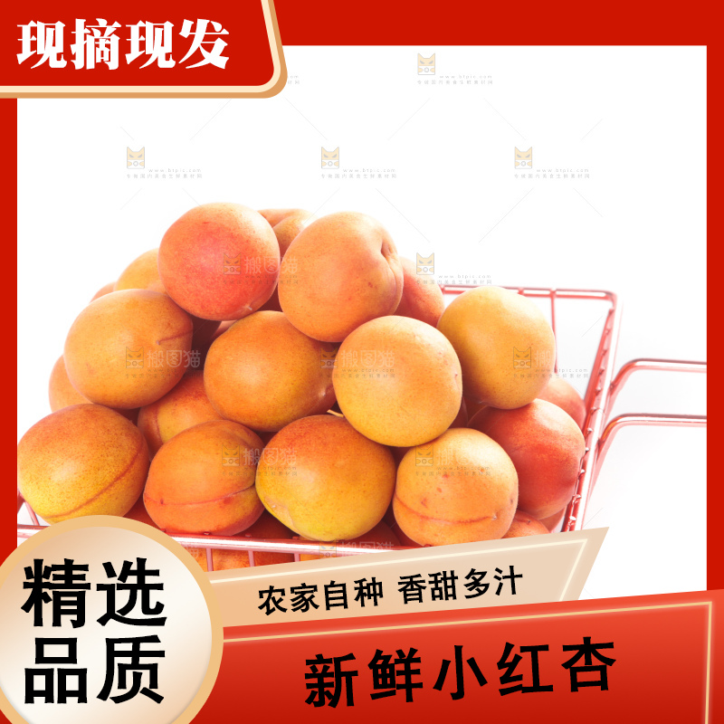 白底上的新疆小红杏