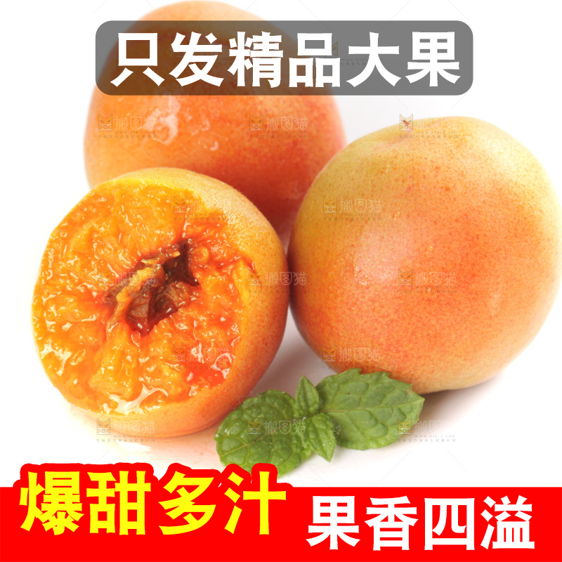 白底上的新疆小红杏