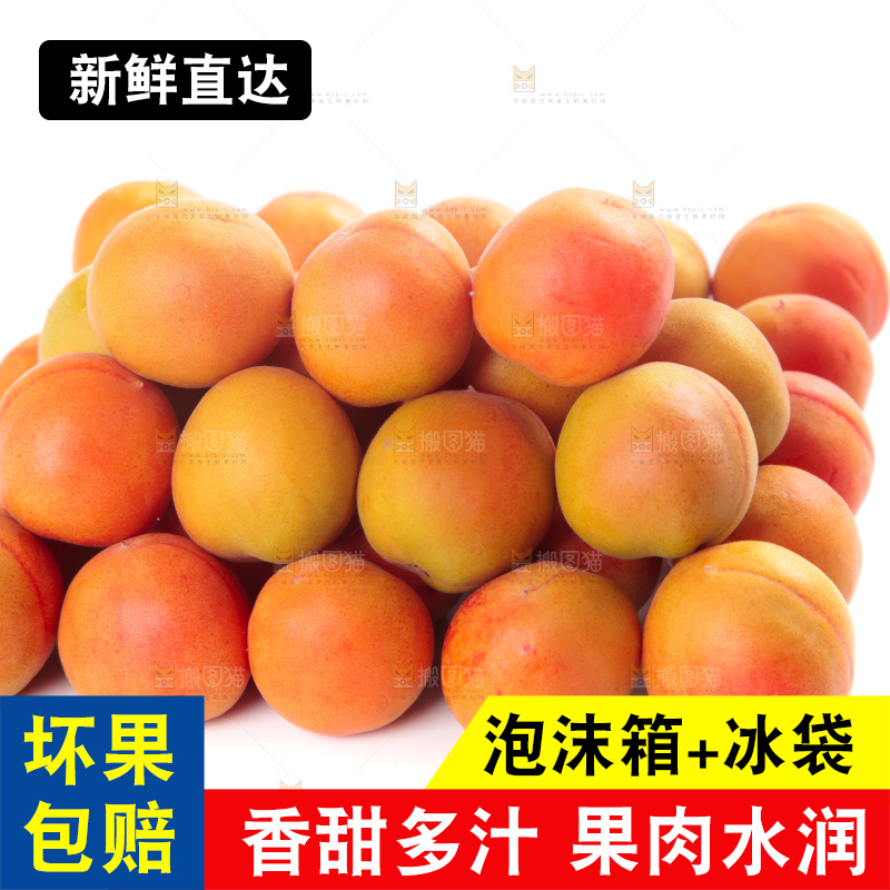 白底上的新疆小红杏